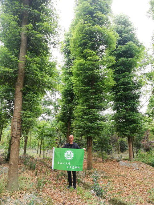 四川景秀園林綠化工程有限責任公司入駐苗木通，李志斌引領打造四川精品文物文化遺址保護服務